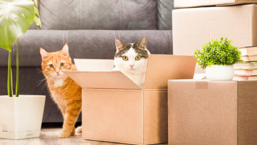 Pet Relocation Service In Chennai