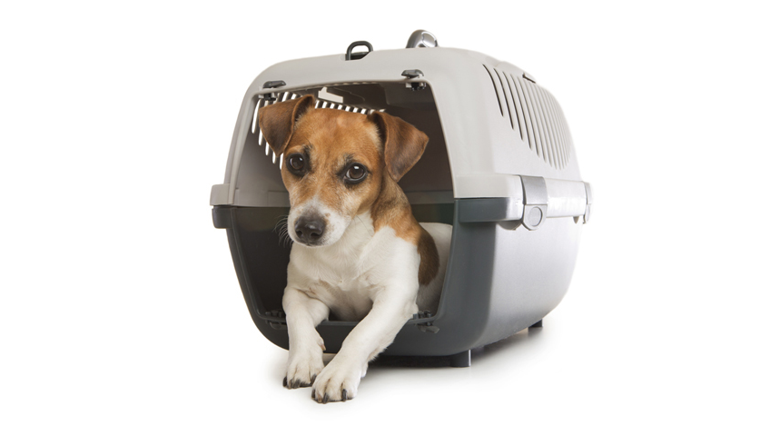 Pet Relocation Service In Delhi