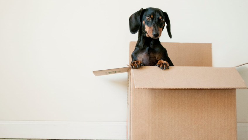 Pet Relocation Service In Durgapur