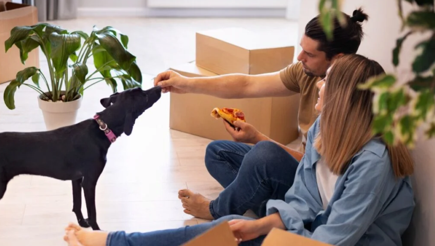 Pet Relocation Service In Gorakhpur