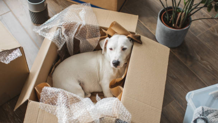 Pet Relocation Service In Gwalior