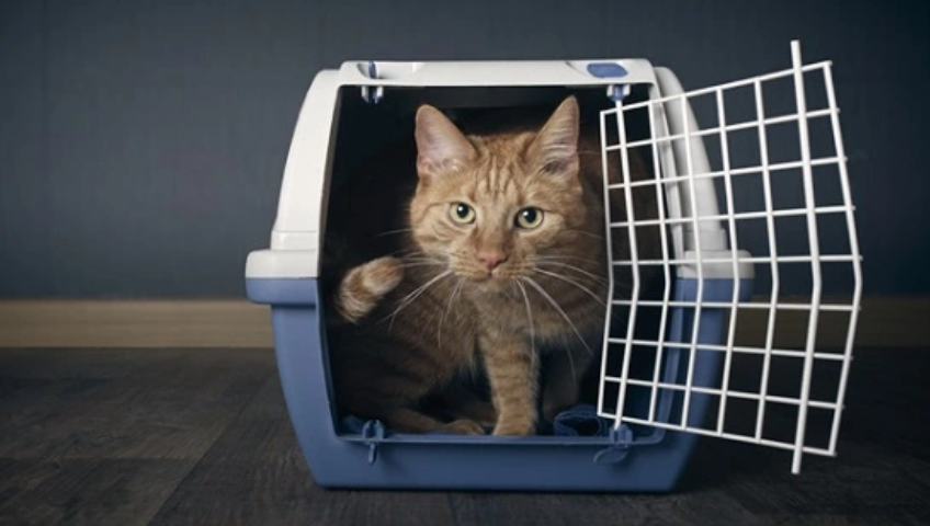 Pet Relocation Service In Hisar