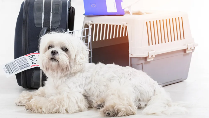 Pet Relocation Service In Hyderabad
