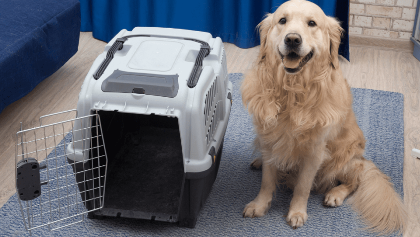 Pet Relocation Service In Indore