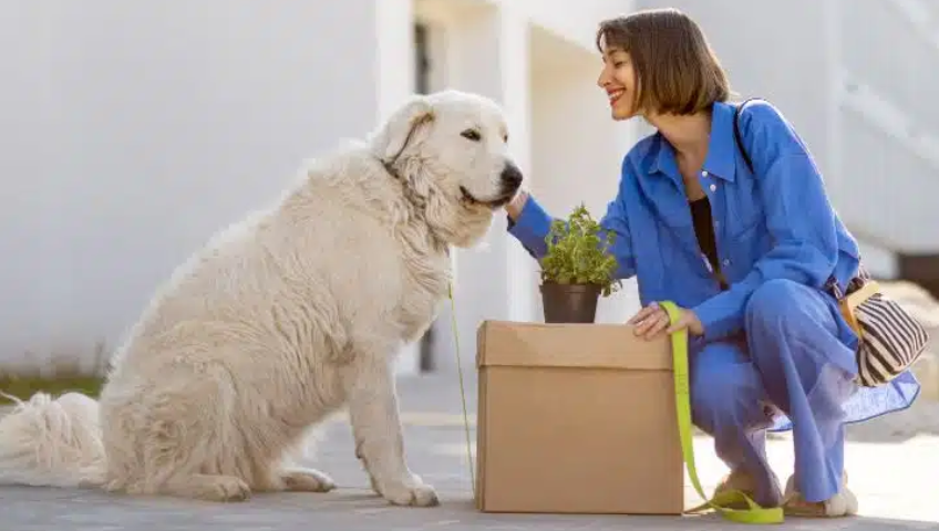Pet Relocation Service In Jhansi