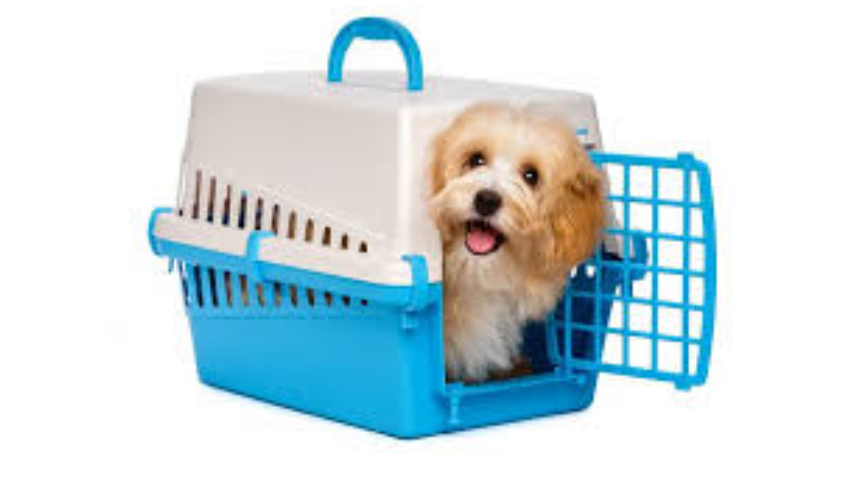 Pet Relocation Service In Kochi