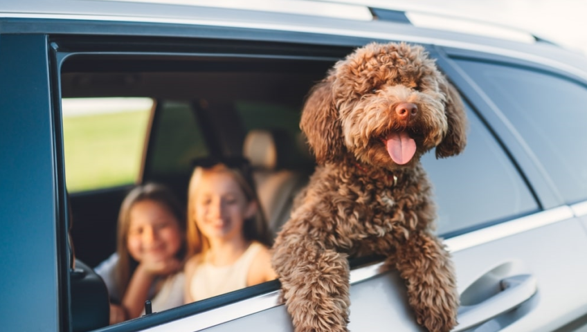 Pet Relocation Service In Kolkata
