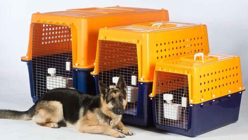 Pet Relocation Service In Kota