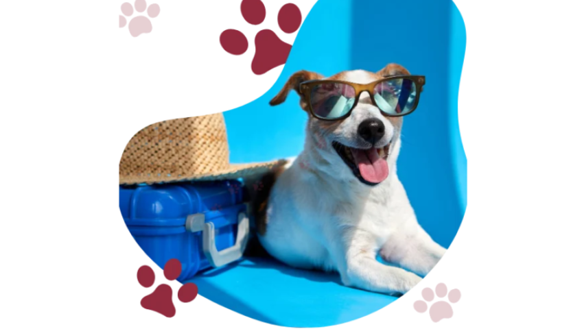 Pet Relocation Service In Lucknow