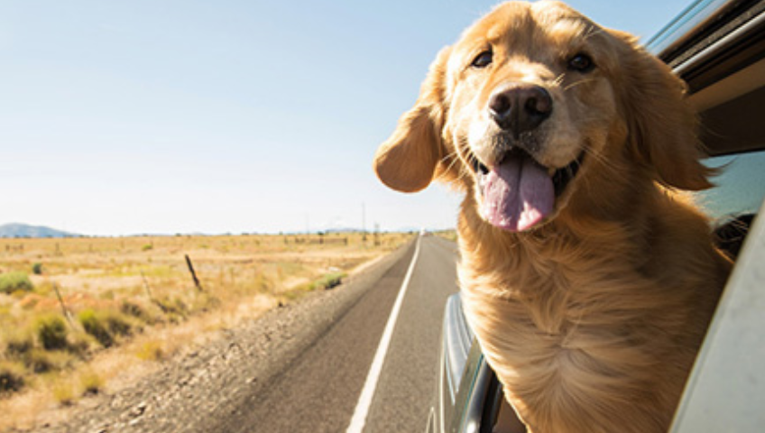 Pet Relocation Service In Ludhiana