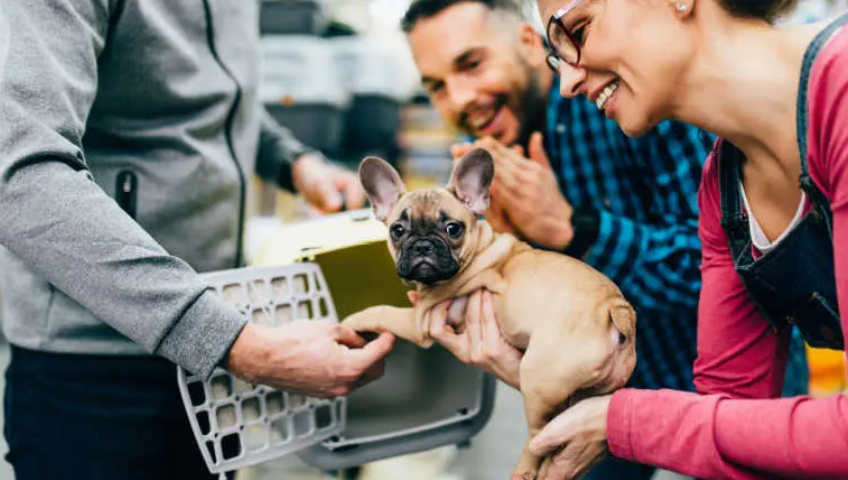 Pet Relocation Service In Mumbai