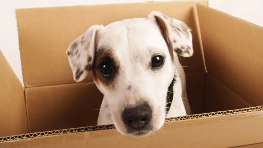 Pet Relocation Service In Nalagarh