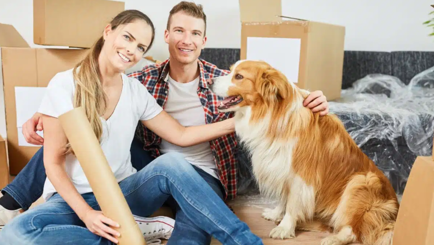 Pet Relocation Service In Parwanoo