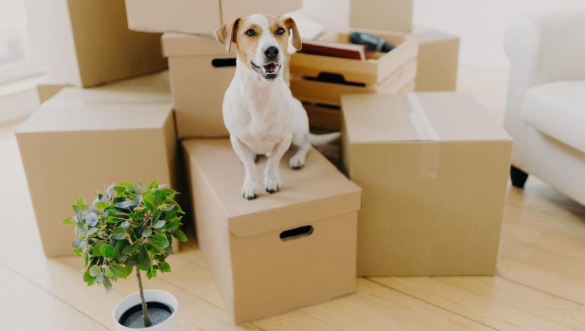 Pet Relocation Service In Patiala