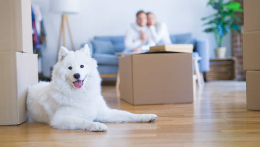 Pet Relocation Service In Aurangabad