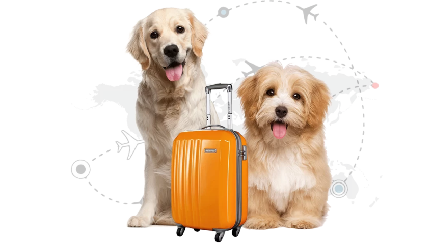 Pet Relocation Service In Pune