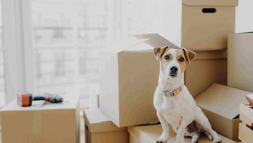 Pet Relocation Service In Ranchi