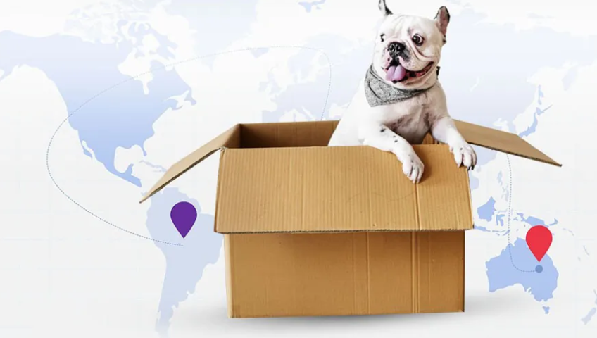 Pet Relocation Service In Surat