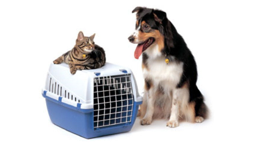 Pet Relocation Service In Tirupati