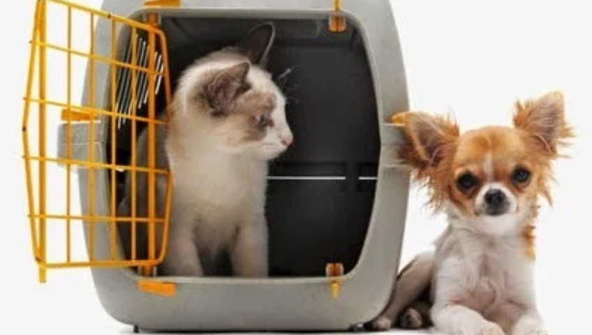 Pet Relocation Service In Udaipur