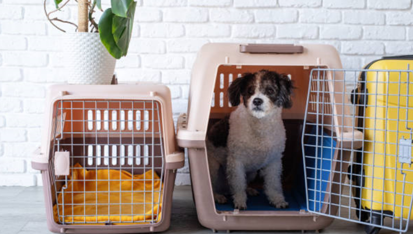 Pet Relocation Service In Warangal