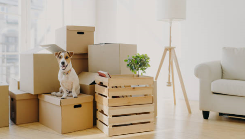 Pet Relocation Service In Bhilai